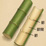 なぜ竹は一日で1m以上伸びるのか?その秘密を解説