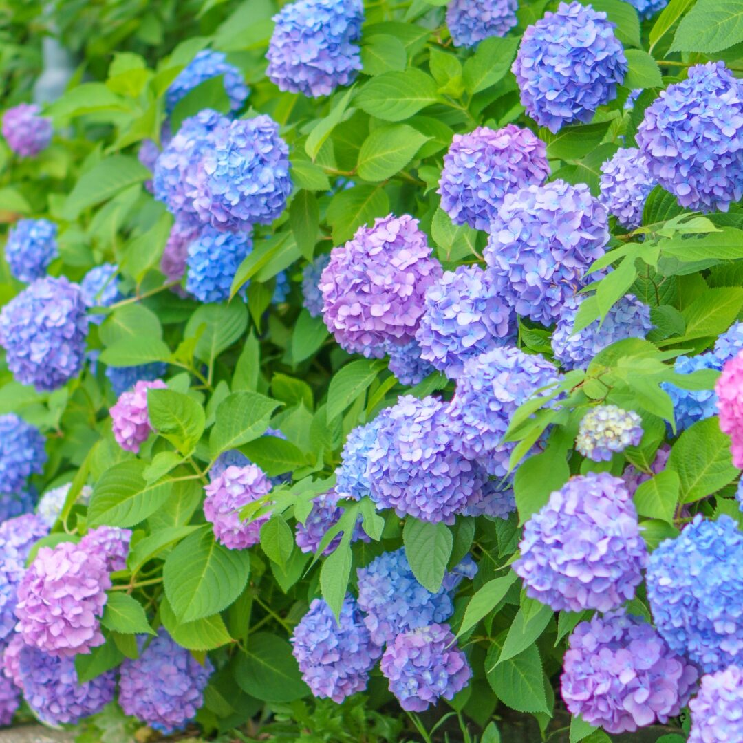 なぜアジサイの花の色は変わるのか？土と色の不思議な関係