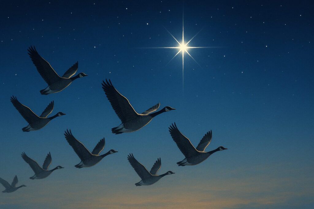 夜明け前の空をV字で飛ぶ雁の群れ。その先には、群れを導くように輝く北極星が光っている。