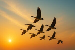 夕暮れの空をV字編隊で飛ぶ渡り鳥の群れ。自然が生み出した協働のフォーメーション。